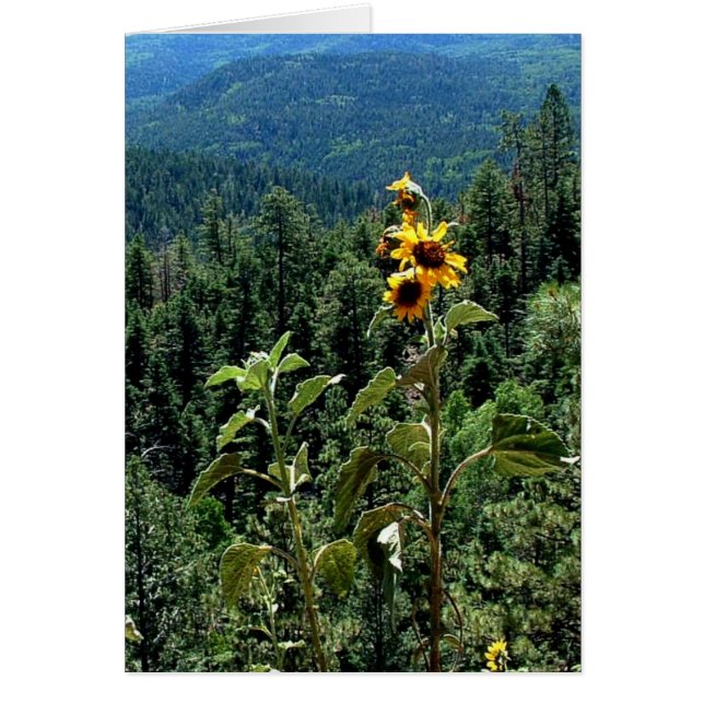 Ruta alta a Taos (Frente)