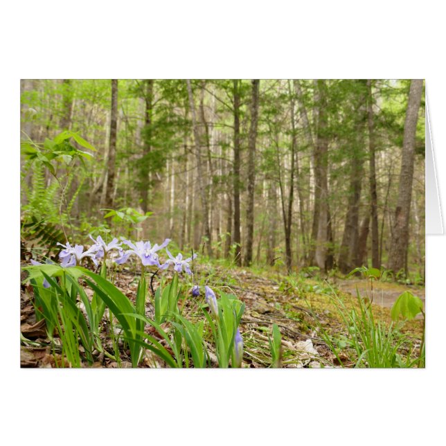 Ruta de la montaña Smoky en Primavera (Anverso (Horizontal))