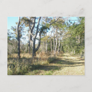 Ruta de la naturaleza de la playa Postal Buxton NC
