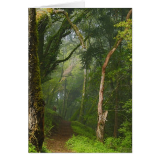 Ruta de los robles antiguos