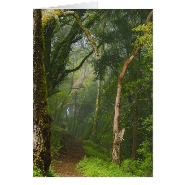 Ruta de los robles antiguos (Frente)