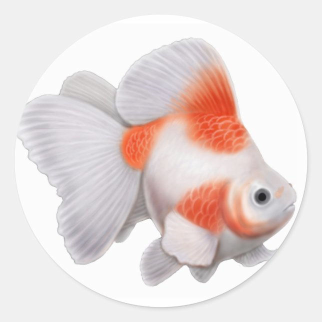 Ryukin Goldfish Pegatina (Anverso)