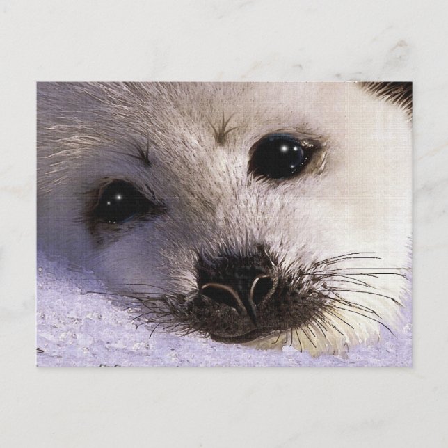 S.O.S. GUARDAR NUESTRAS HARP SEALS Postales (Anverso)