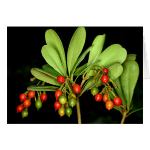 SABA: Arborea del Jacquinia