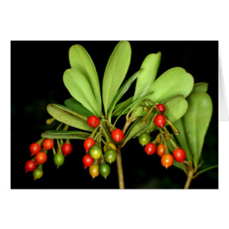 SABA: Arborea del Jacquinia