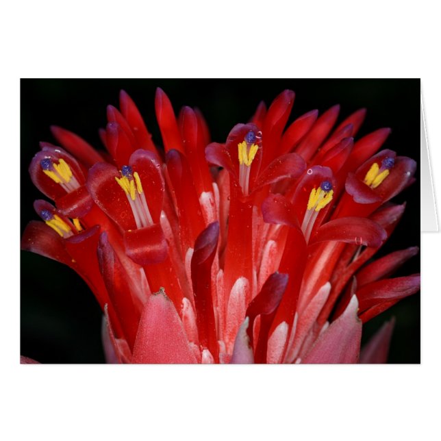 SABA: Billbergia pyramidalis (Anverso (Horizontal))