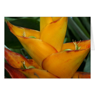 SABA: Caribbaea de Heliconia