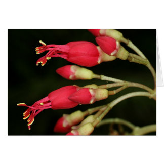 SABA: Charianthus purpureus