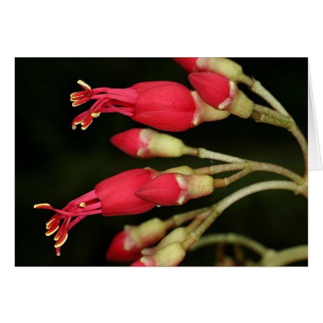 SABA: Charianthus purpureus (Anverso (Horizontal))