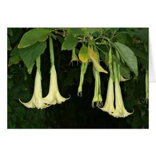 SABA: Suaveolens del Brugmansia