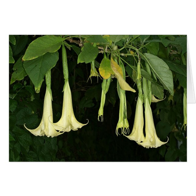 SABA: Suaveolens del Brugmansia (Anverso (Horizontal))