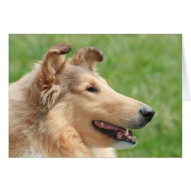 Sable Rough Collie (Anverso (Horizontal))