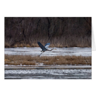 Sacar Heron