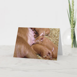 Sacrificio Tamworth Fotografía de Piglet - Tarjeta