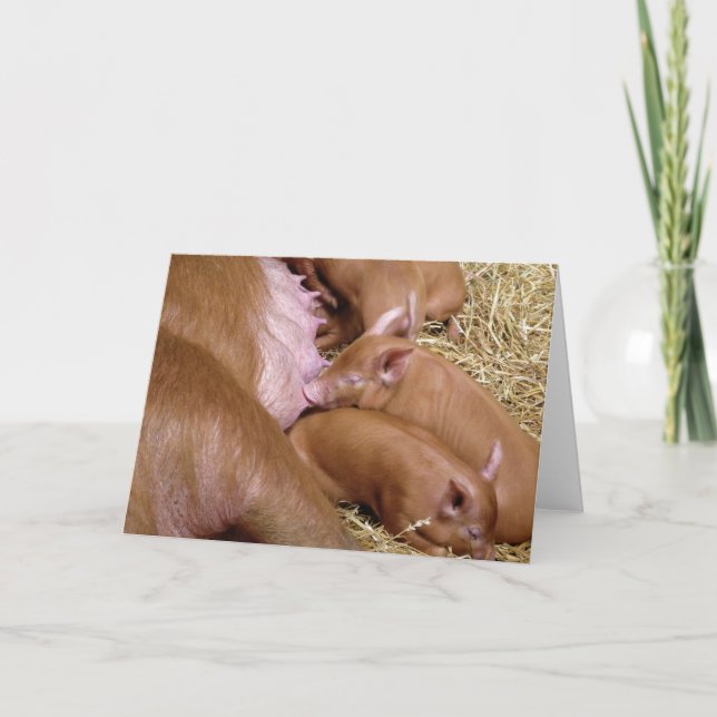 Sacrificio Tamworth Fotografía de Piglet - Tarjeta (Anverso)