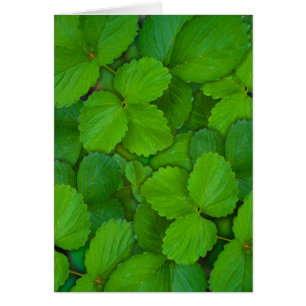 Sacro Basil Hojas de la Moneda Verde de Tulsi
