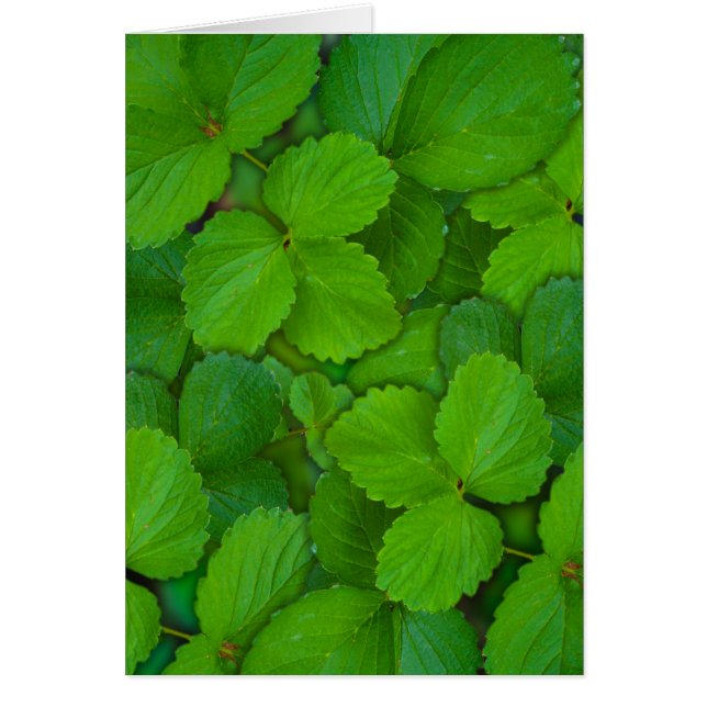Sacro Basil Hojas de la Moneda Verde de Tulsi (Frente)
