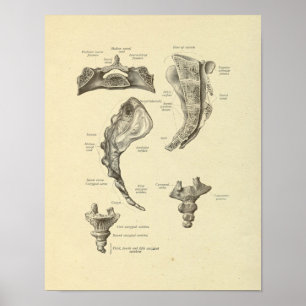 Sacrum Coccyx Anatomía Impresión de huesos de espi