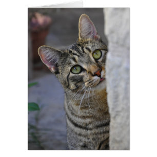 Sad Kitty (gato bengalí)