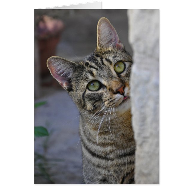 Sad Kitty (gato bengalí) (Frente)