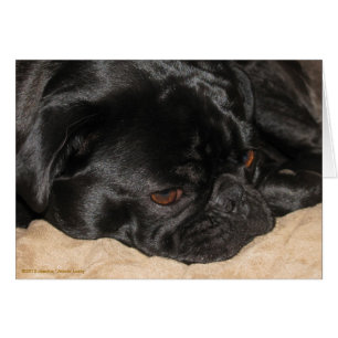 Sad Pug Card