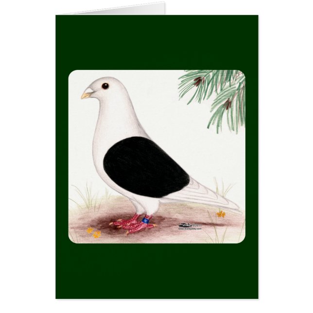 Saddle Homer Pigeon (Frente)
