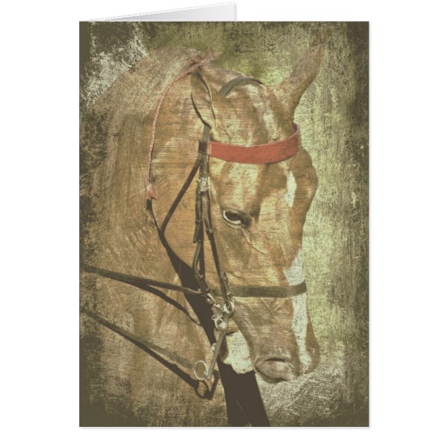 Saddlebred estadounidense (Frente)