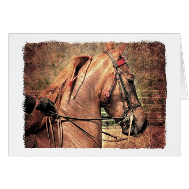 Saddlebred estadounidense (Anverso (Horizontal))