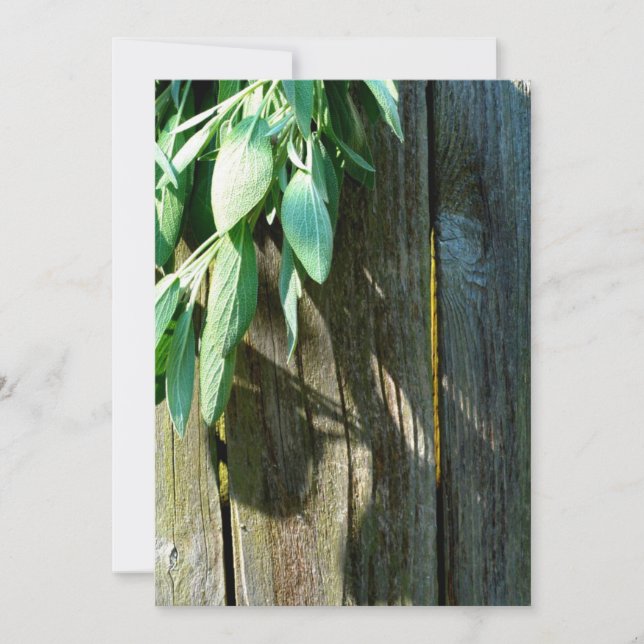 Sage Barn-wood de corte fresco (Anverso)