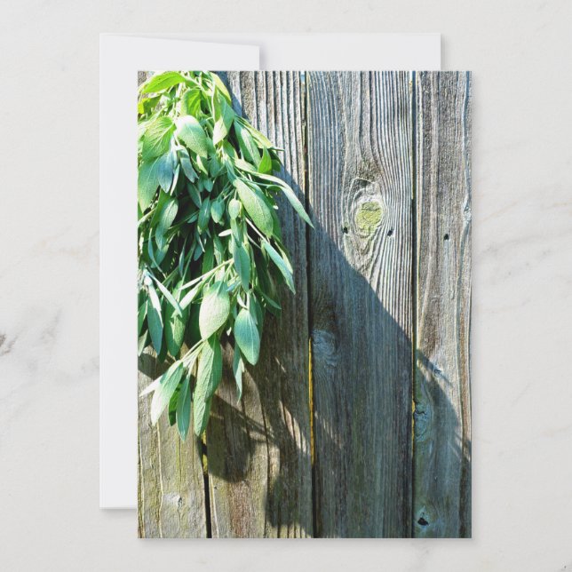 Sage Barn-wood de corte fresco (Anverso)