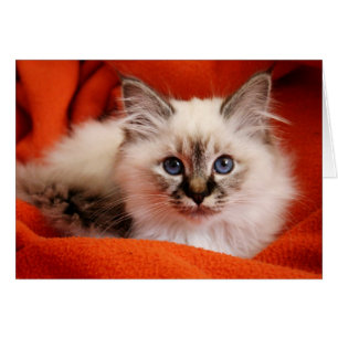 Sagrado Birman Kitten