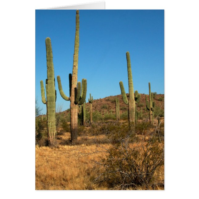 Saguaro cactus (Frente)
