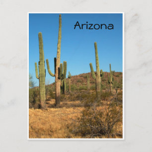 Saguaro cactus, Arizona - postal