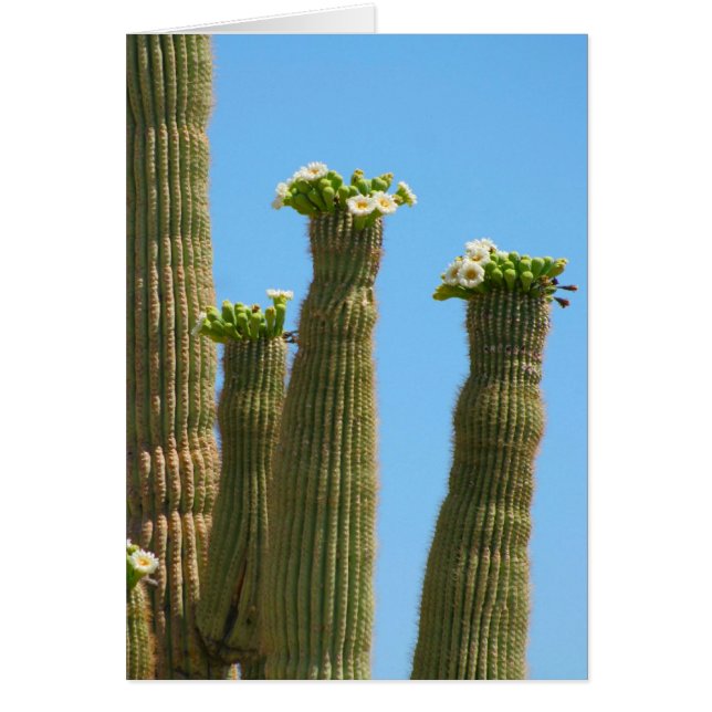 Saguaro Cactus Blossoms (Frente)