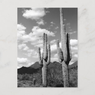 Saguaro Cactus Desert Sonoran Postales de fotos pa