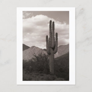 Saguaro Cactus Desert Sonoran Postales de fotos pa