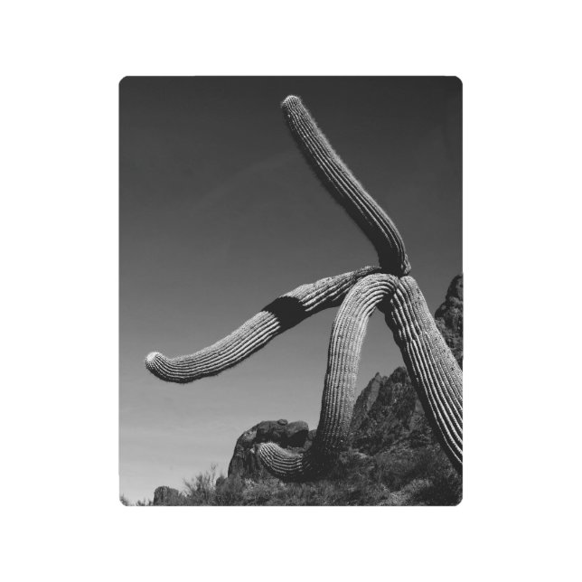 Saguaro Cactus: Fotografía de arte en blanco y neg (Anverso)