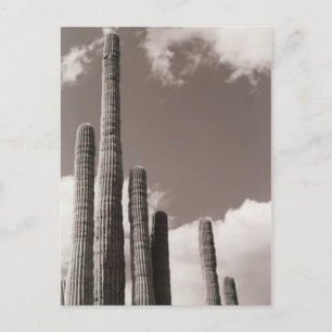 Saguaro Cactus Pipes Desert B&W Foto Postales