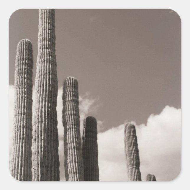Saguaro Cactus Pipes Personalizados de la Pegatina (Anverso)