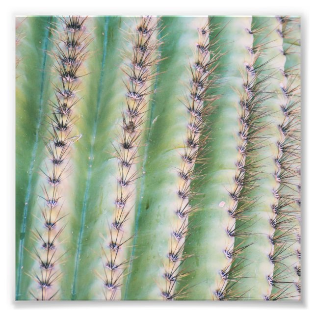 Saguaro Closeup | Impresión fotográfica (Frente)