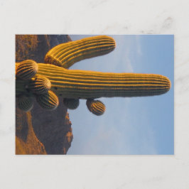 Saguaro iluminado por el sol - Tarjeta postal de A