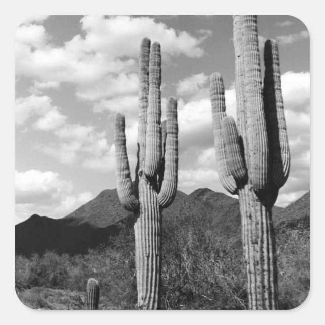 Saguaro Sentinels Decretos Pegatinas del Personali (Anverso)
