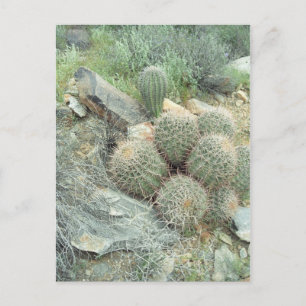 Saguaro Swirl Cactus Sonora Arizona Foto Postal
