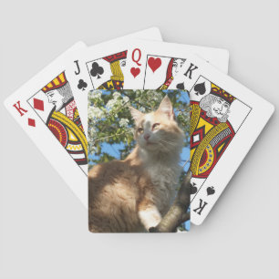 Sahara Cat En Un Árbol Jugando Cartas