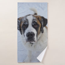 Saint bernard en la nieve