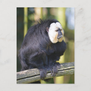 Saki de cara blanca en una postal de bifurcación