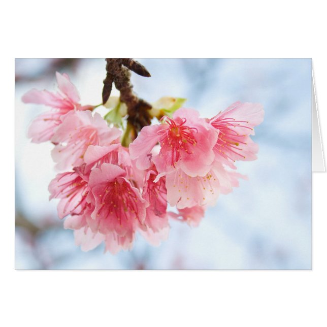 Sakura (Anverso (Horizontal))