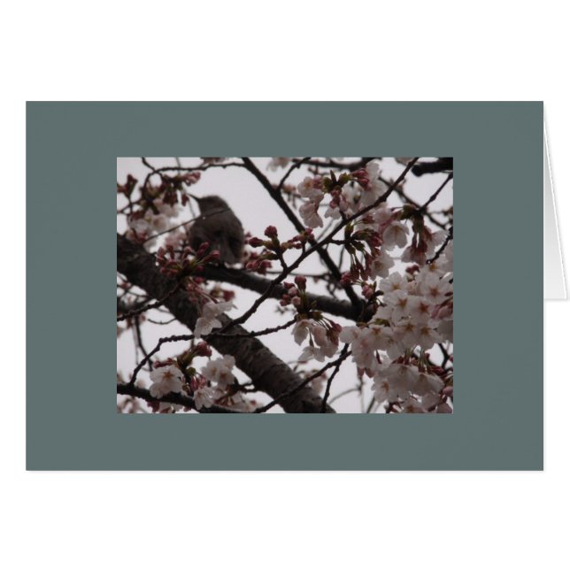 Sakura (Anverso (Horizontal))