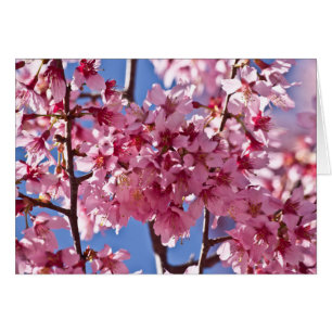 Sakura cerezos florecen estrellas rojas