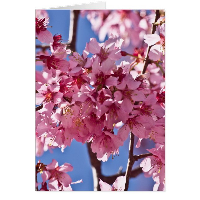 Sakura cerezos florecen estrellas rojas (Frente)